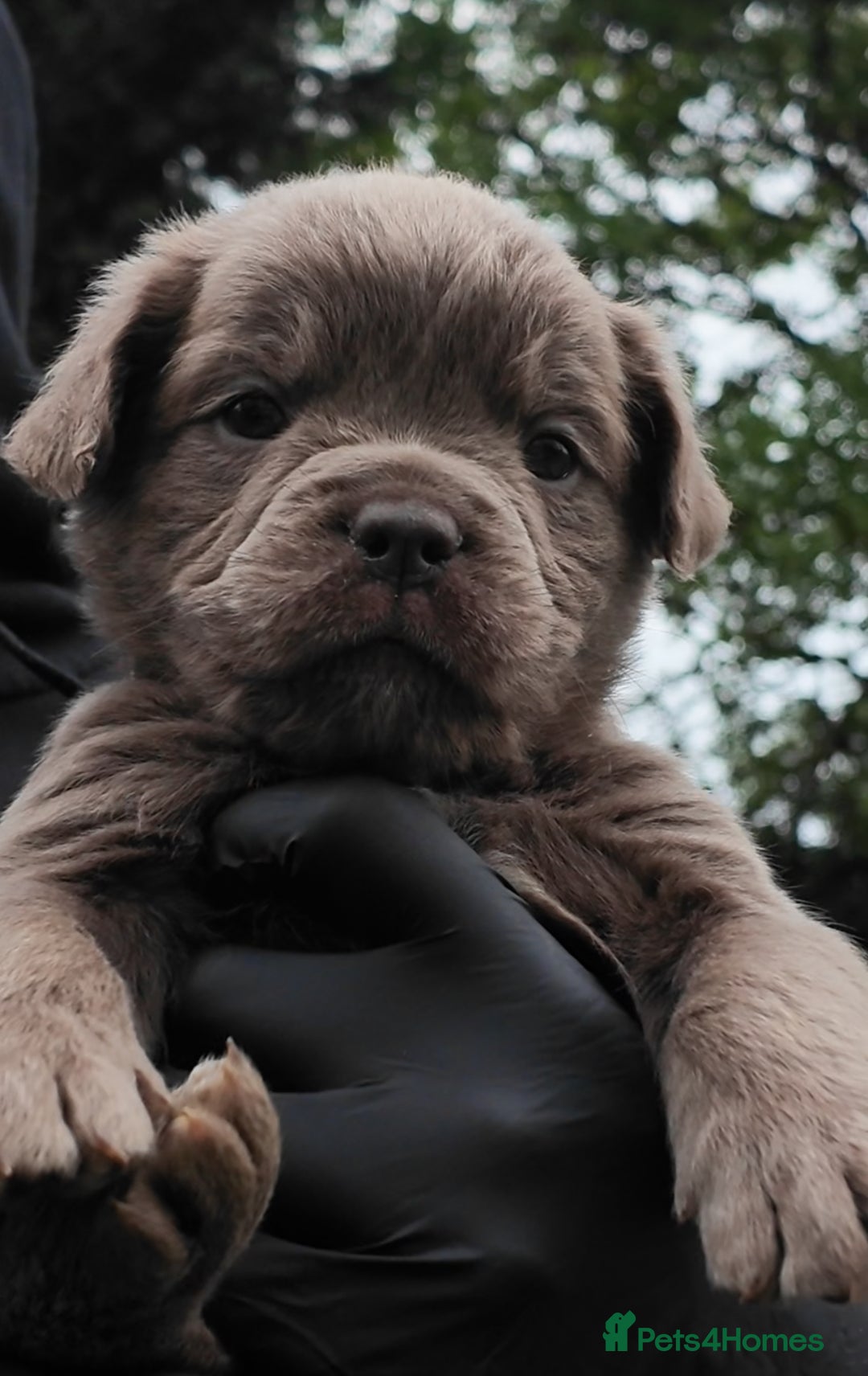 Old Tyme Bulldog dogs for sale: Fluffy Olde English Bulldogs – Ready Now 🏡 - Image 2