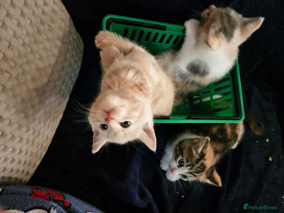 Mixed Breed cats for sale: Cute babies!😸😸😸 - Advert 12
