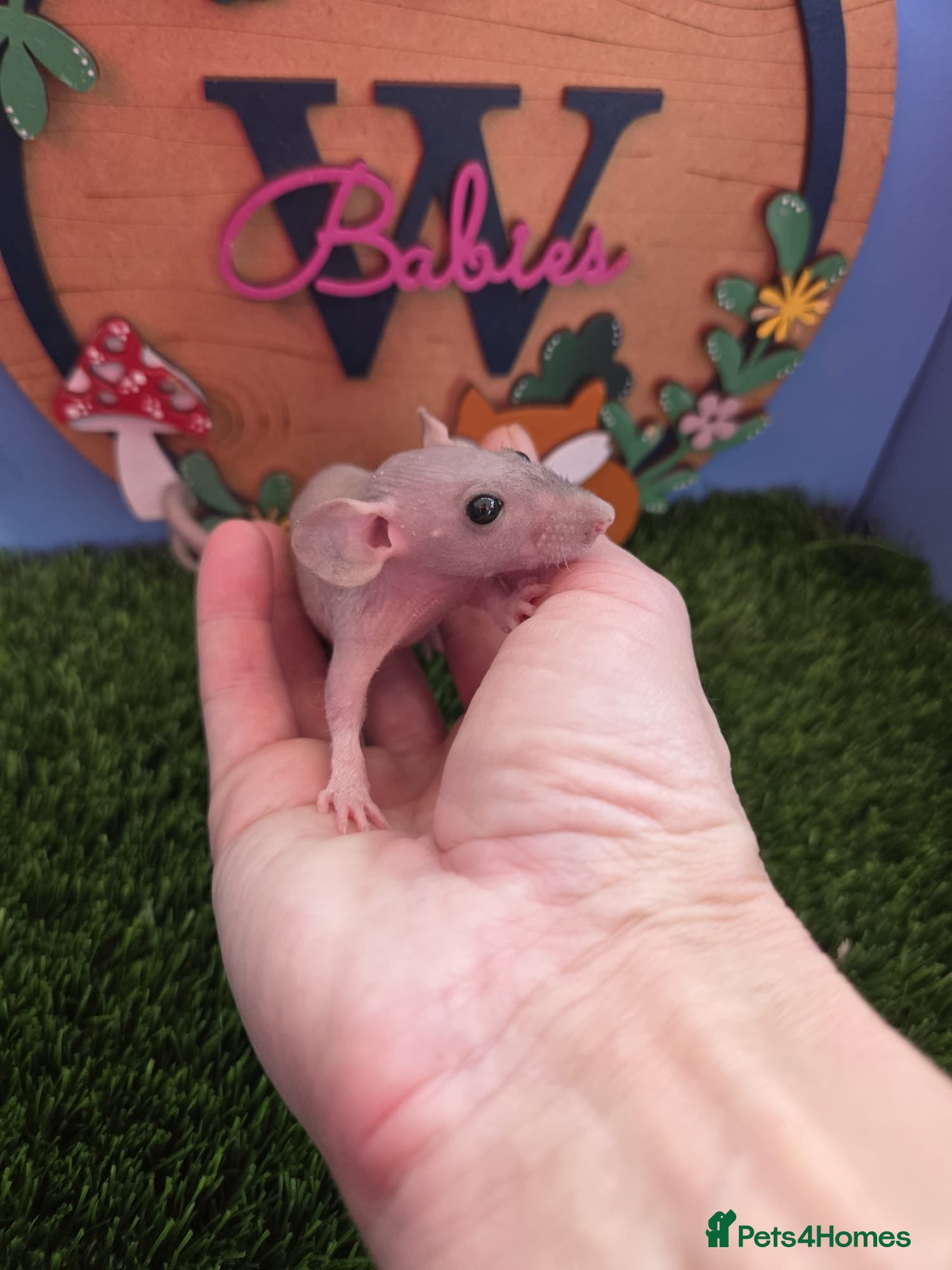 Rat rodents Hairless Dwarf Baby Rats Boys Males Trio  - Advert 3