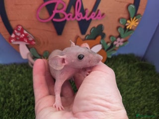 Rat rodents Hairless Dwarf Baby Rats Boys Males Trio - Advert 3