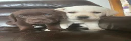 Labrador Retriever dogs for sale: Gorgeous Labrador puppies 8 weeks old  - Advert 10