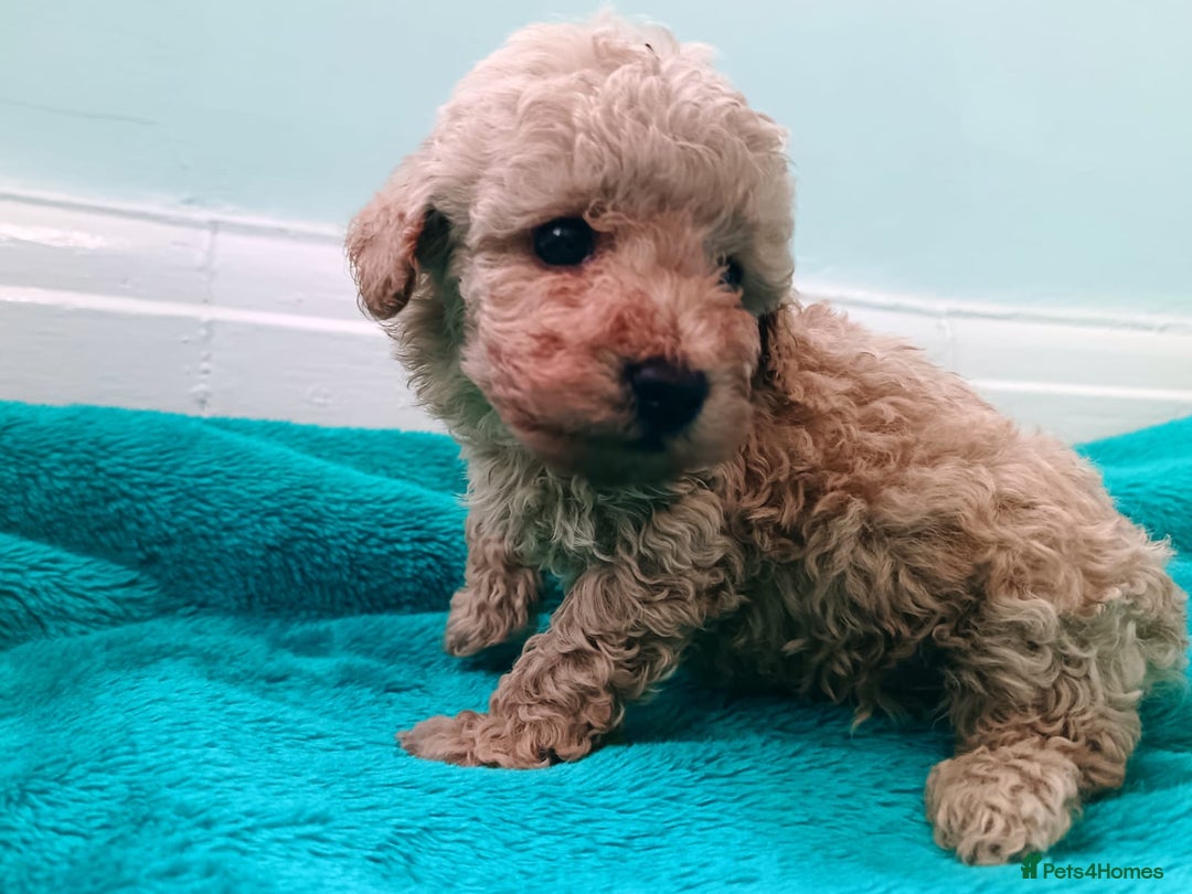Toy Poodle dogs for sale: toy poodles from k.c.registered DNA tested parents - Image 4