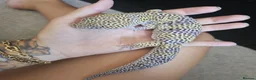 Leopard Gecko reptiles for sale: Leopard gecko and full enclosure - Advert 9