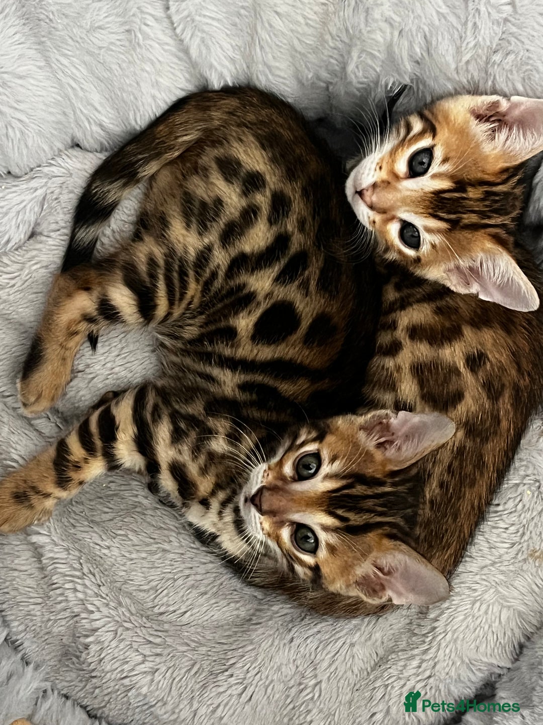 Bengal cats for sale: 2 lovable bengal brothers - Advert 16
