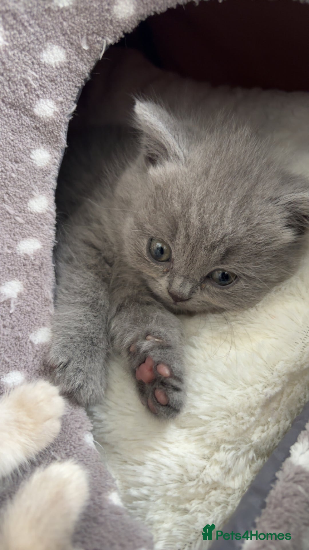 Scottish Fold cats for sale: British shorthair x Scottish fold kittens - Advert 6