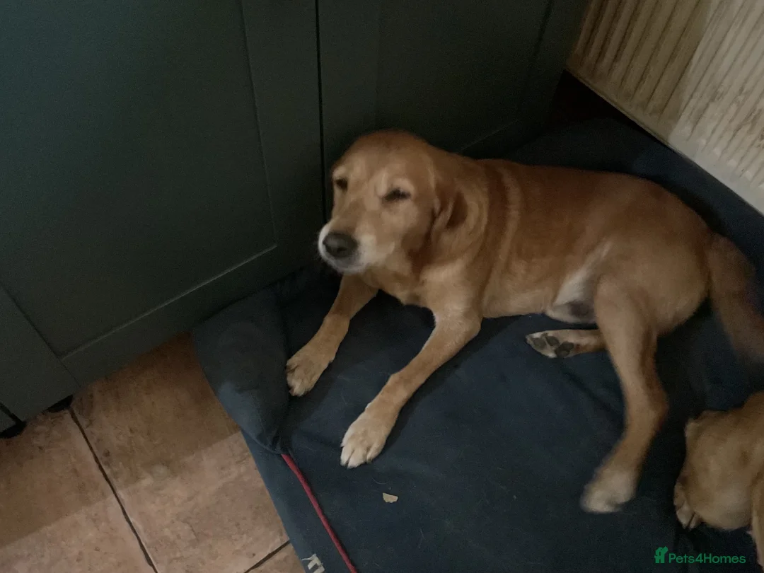 Labrador Retriever dogs for sale: Labrador pups in Billingshurst - Advert 3