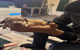 Cockerdor dogs for sale: Cockerdors  - Advert 22