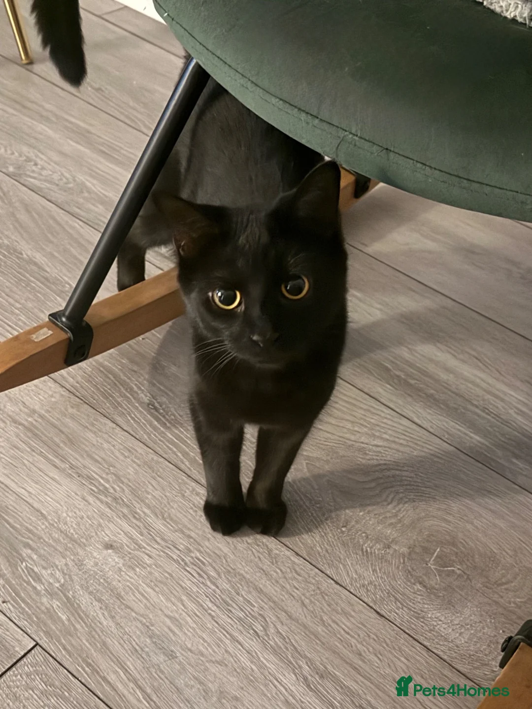 Mixed Breed cats for sale: Older kitten looking for a loving home - Advert 2