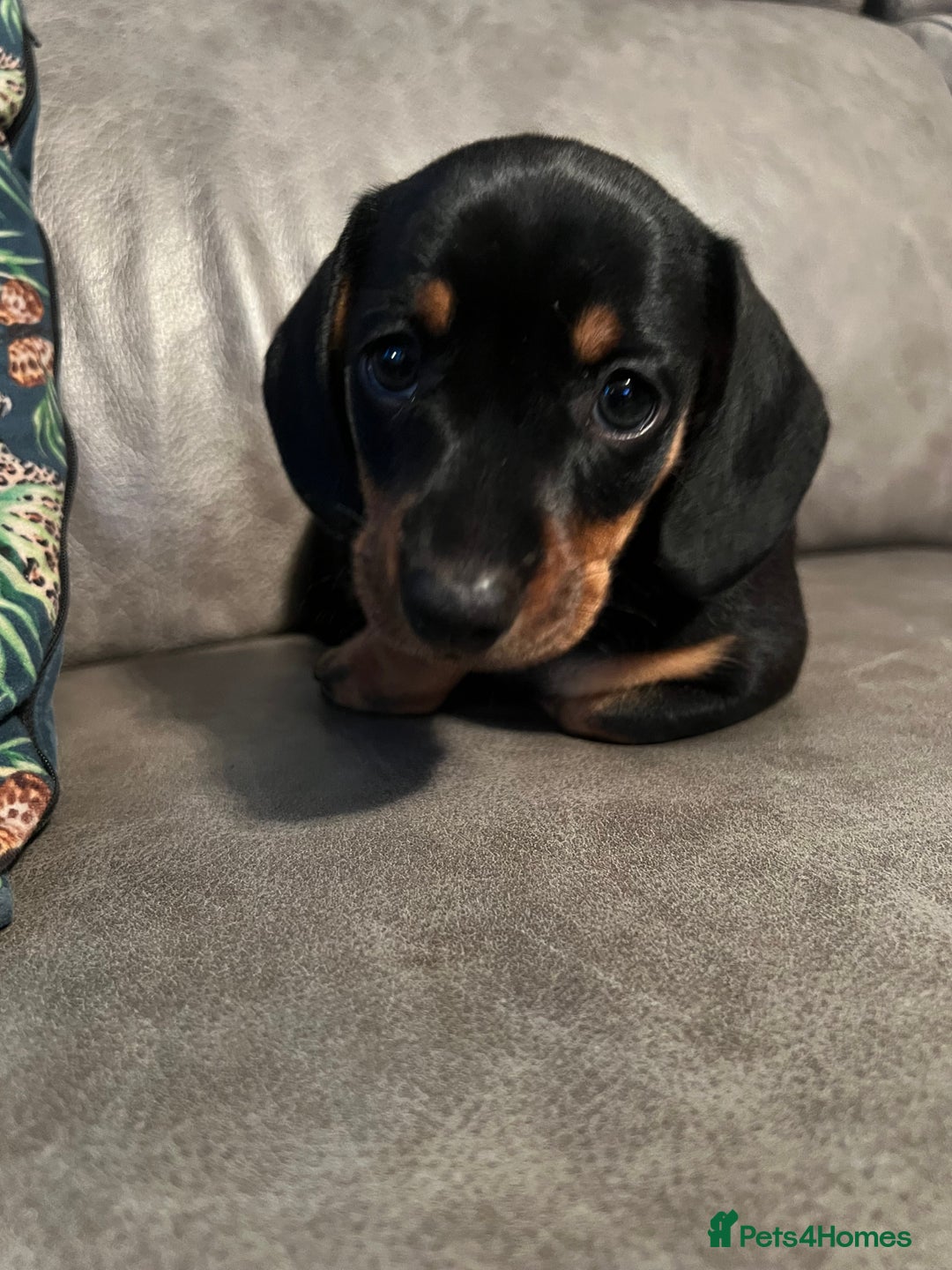 Miniature Dachshund dogs for sale: 🐾 Exceptional KC Miniature Dachshund Puppies ✨ - Advert 12