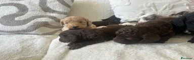 Cockapoo Puppy 7