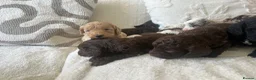 Cockapoo dogs for sale: ✨Beautiful toy cockapoo ✨ in Wrexham - Advert 17