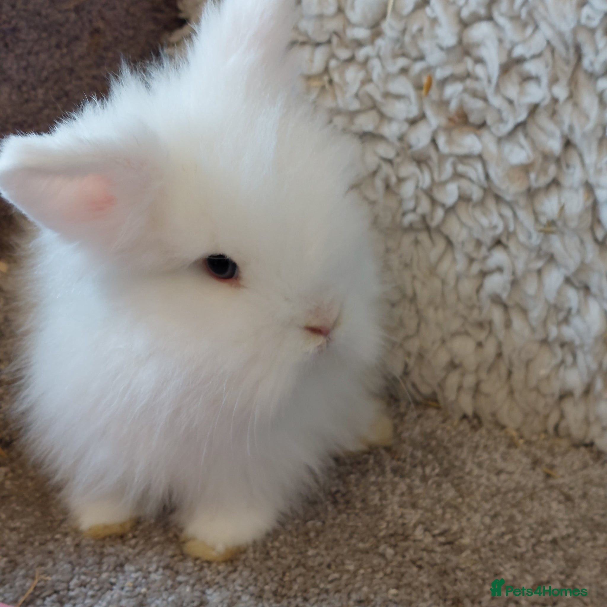Mini Lop rabbits baby loinheads ready to reserve  - Advert 16