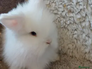Mini Lop rabbits baby loinheads ready to reserve - Advert 16
