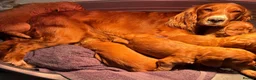 Cocker Spaniel dogs for sale: Cocker spaniels  - Advert 1