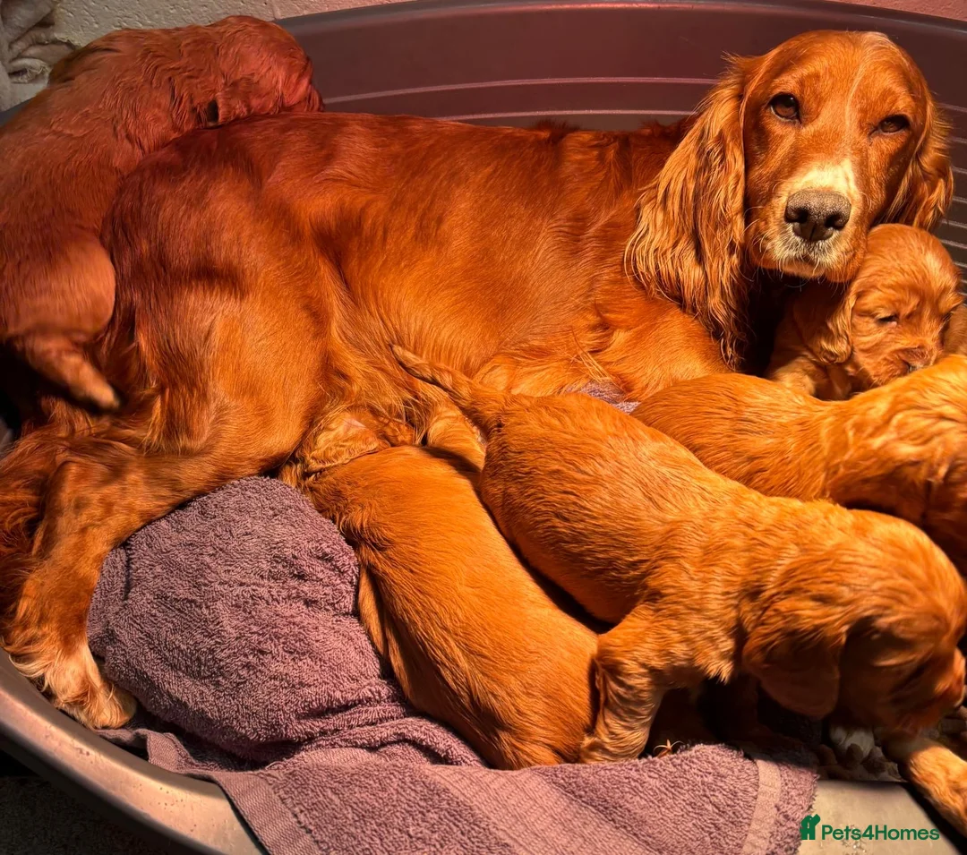 Cocker Spaniel dogs for sale: Cocker spaniels  - Advert 1