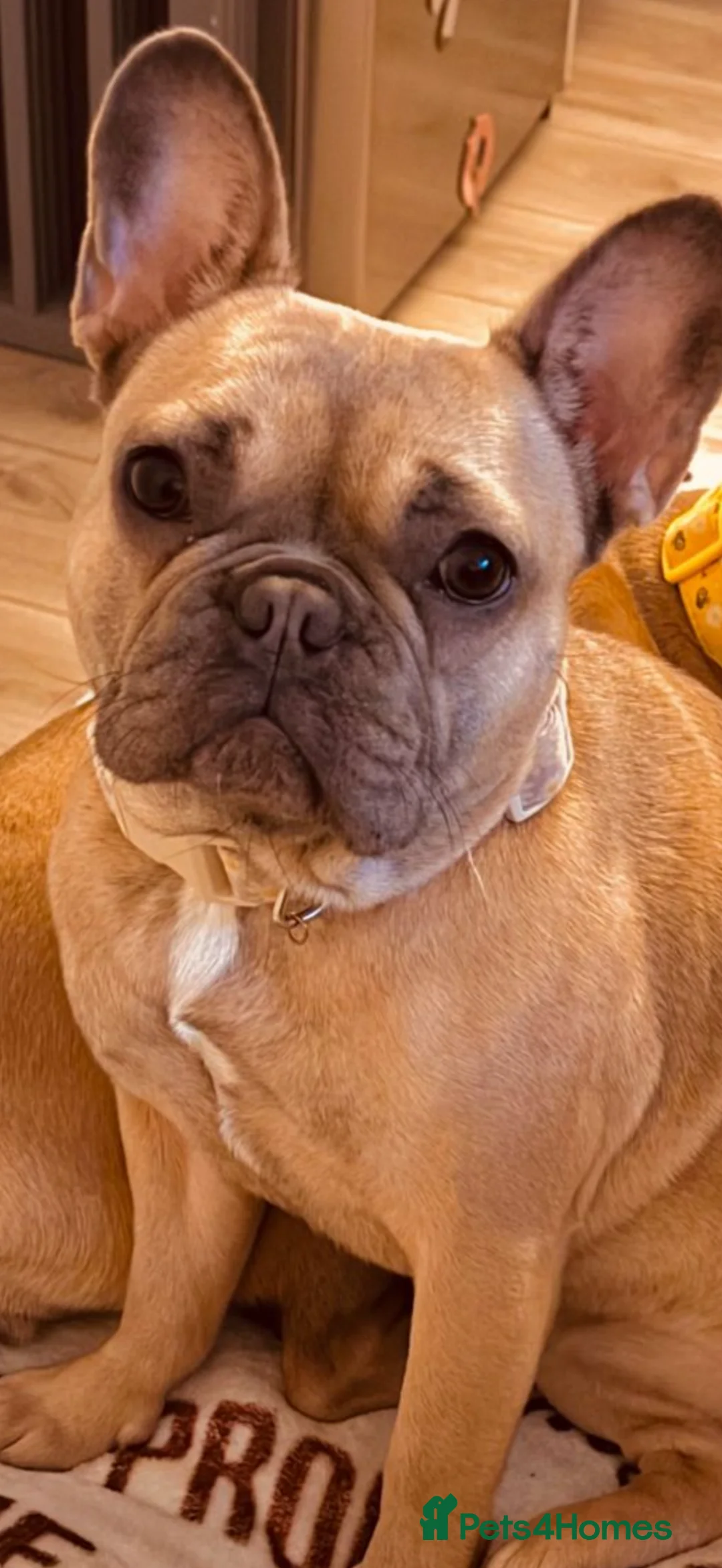 French Bulldog dogs for sale: Violet rose kc & pedigree registered - Advert 7