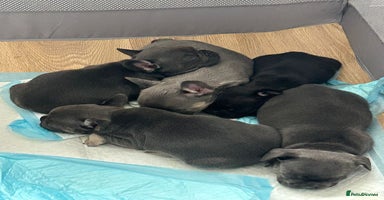 French Bulldog dogs - Advert 12