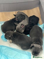 French Bulldog dogs Fluffy carriers *READY NOW* KC registered - Advert 14