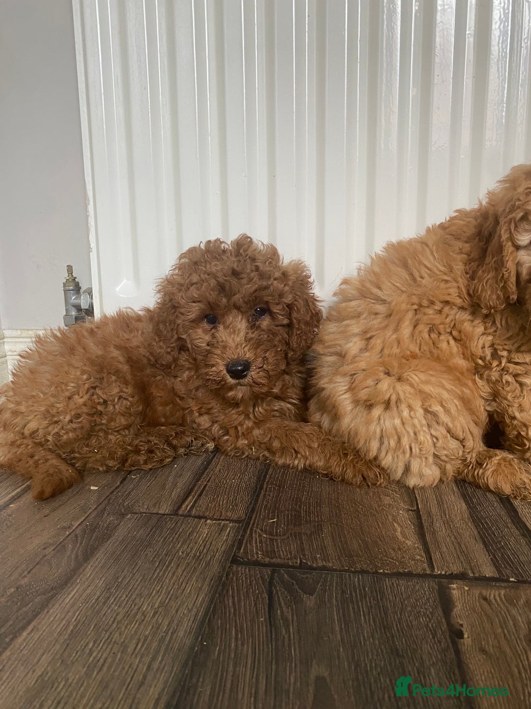Cockapoo dogs for sale: Beautiful cockapoos - Image 8
