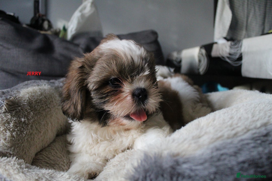 Shih Tzu dogs for sale: SHIH TZU GIRL and BOY PUPPIES TRICOLOUR READY NOW - Image 4