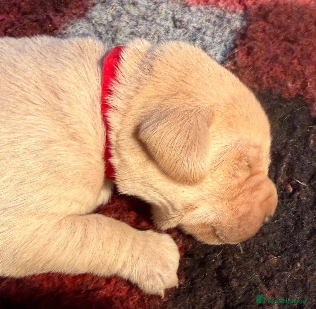 Labrador Retriever dogs for sale: QUALITY BLACK AND YELLOW LABRADOR PUPPIES - Advert 5