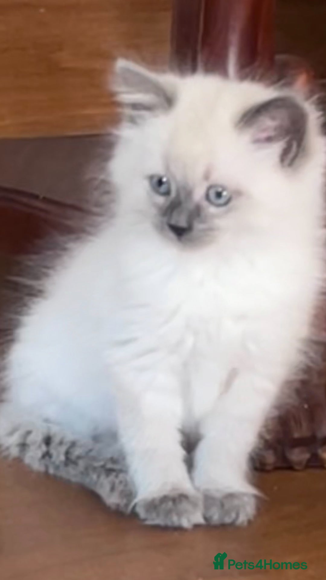 Siberian cats for sale: Gorgeous Siberian kittens🐾 in Newport Pagnell - Image 26