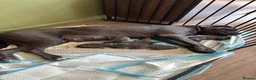 Cane Corso dogs for sale: Cane corso pups  - Advert 10