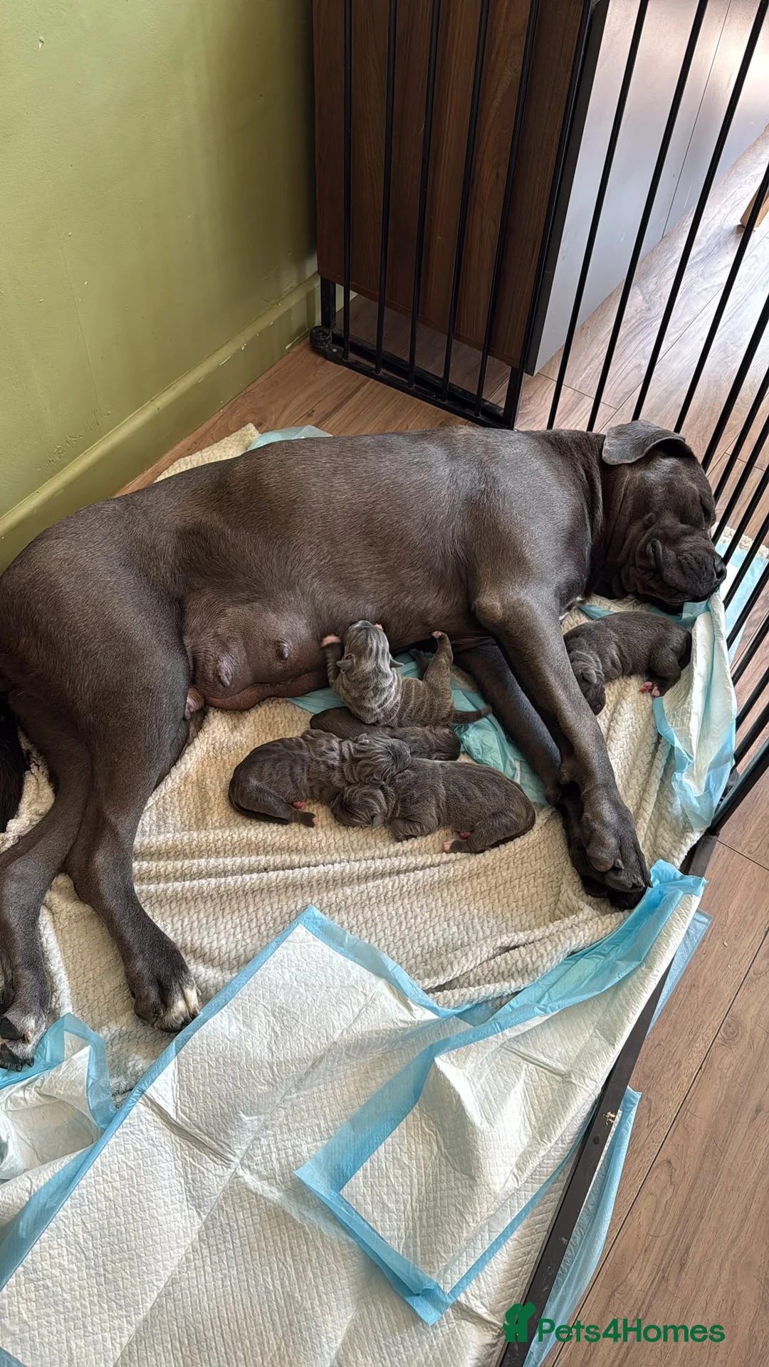 Cane Corso dogs for sale: Cane corso pups  - Advert 10