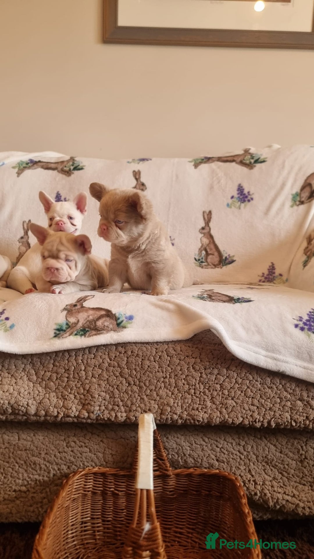 French Bulldog dogs for sale: Adorable pink and fluffy french bulldogs puppies  - Image 5