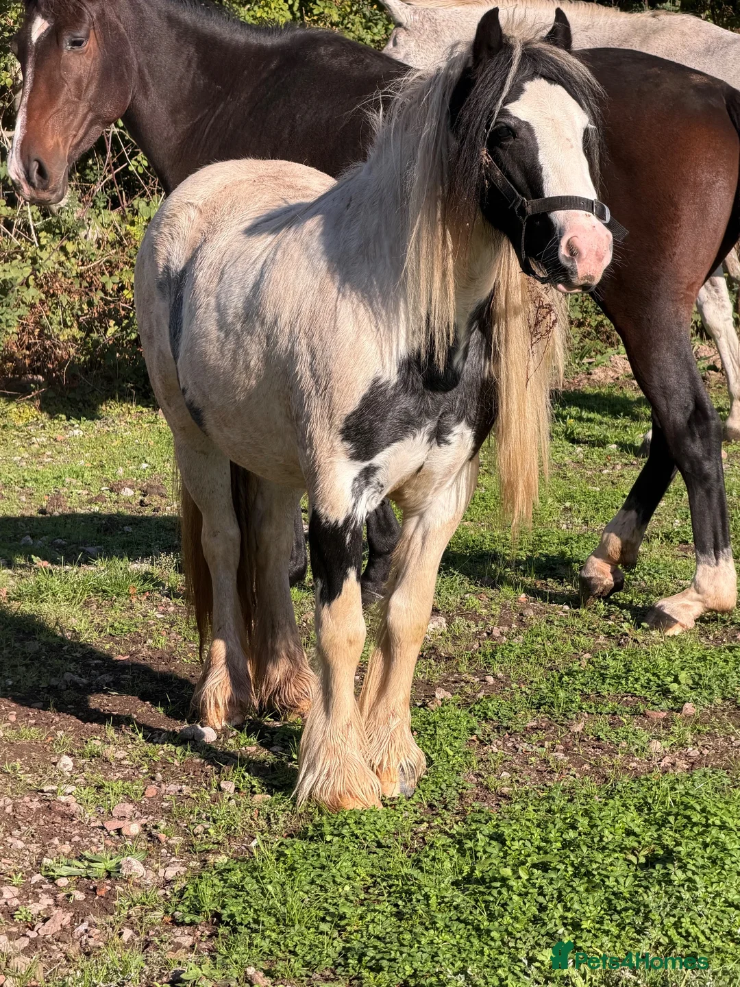 Irish Cob horses for sale: Anyone for a picturesque Project  - Advert 5