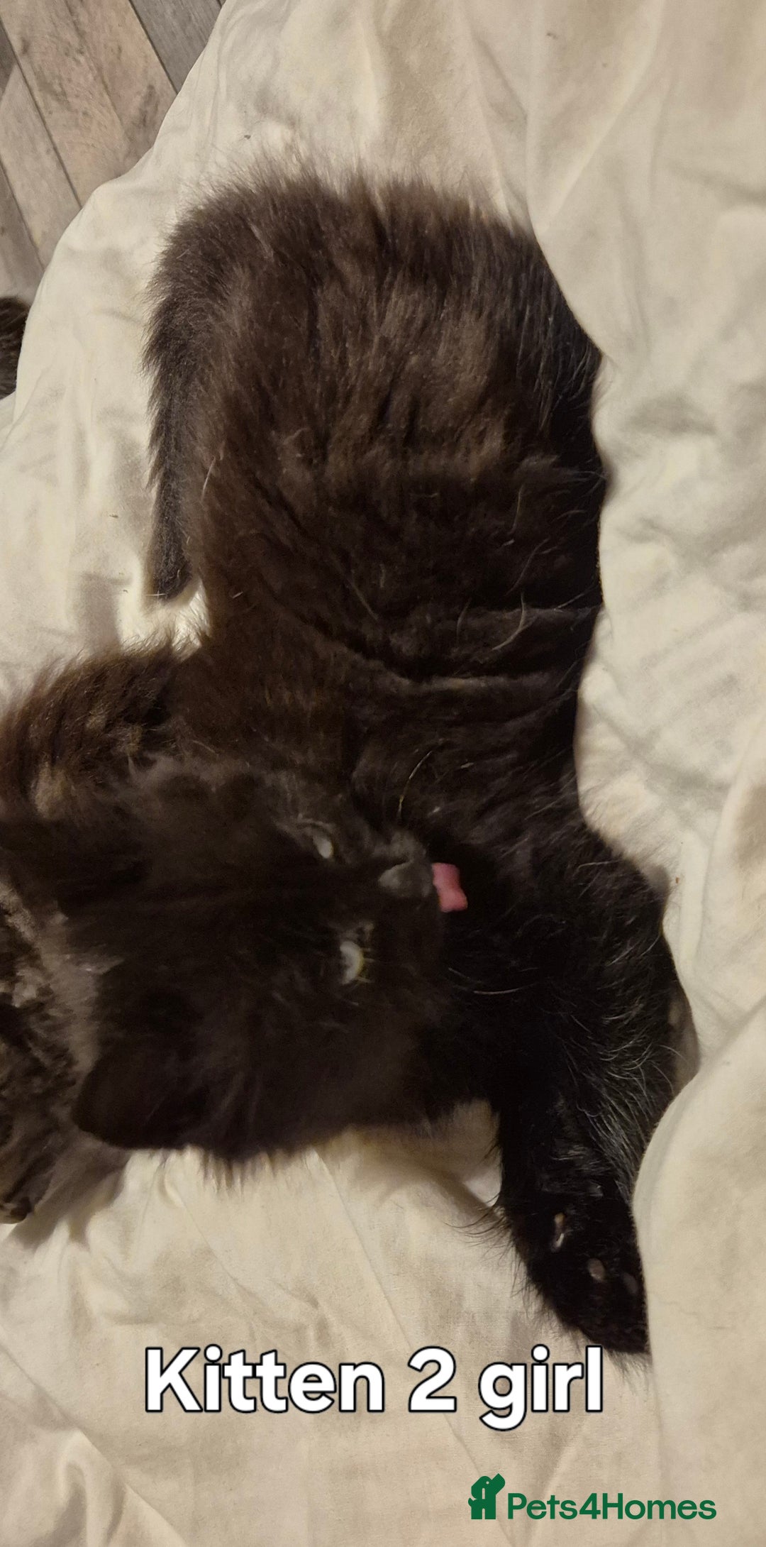 Maine Coon cats for sale: Maine coon kittens  - Advert 5