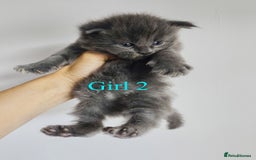 Maine Coon cats for sale: Blue Maine coon kittens - DNA health tested - Image 8