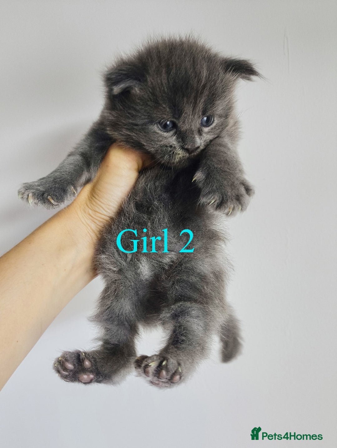 Maine Coon cats for sale: Blue Maine coon kittens - DNA health tested - Image 8