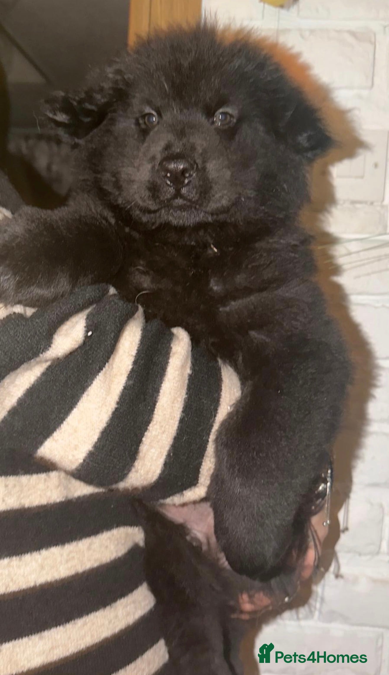 Mixed Breed dogs 🧸CHOW SHEPHERDS🧸 little bears ready now! - Advert 4