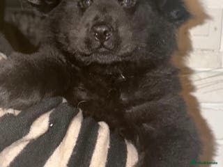 Mixed Breed dogs 🧸CHOW SHEPHERDS🧸 little bears ready now! - Advert 4