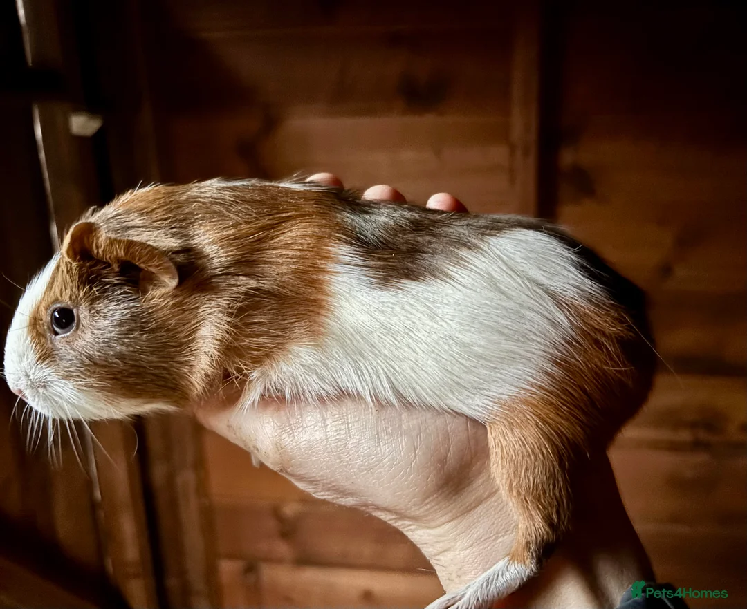 Guinea Pig rodents for sale: 2 Baby Guinea Pigs for Sale  - Advert 1