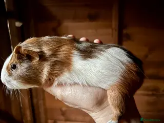 Guinea Pig rodents 2 Baby Guinea Pigs for Sale - Advert 1