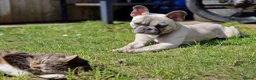 French Bulldog dogs for sale: Frenchie in need of forever home - Advert 5