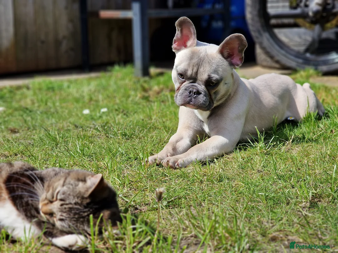 French Bulldog dogs for sale: Frenchie in need of forever home - Advert 5