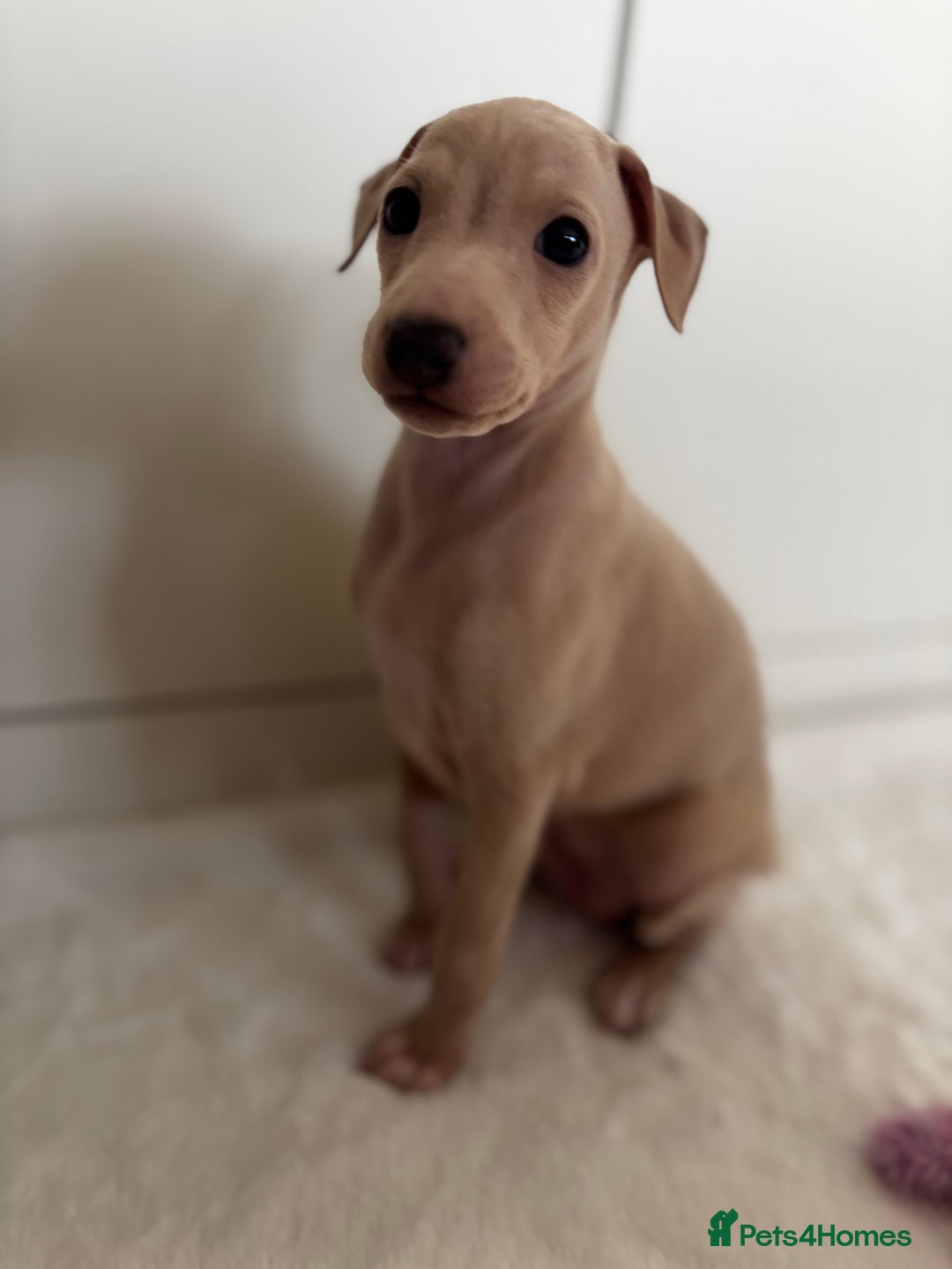 Italian Greyhound dogs for sale: Exceptional Italian Greyhound Puppies - Advert 5