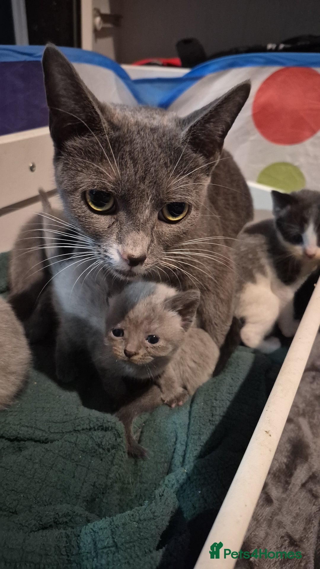 Mixed Breed cats for sale: Adorable grey and white mixed litter - Advert 6
