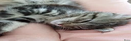 Mixed Breed cats for sale: Male Maine Coon x Norwegian Forest Kitten - Advert 6