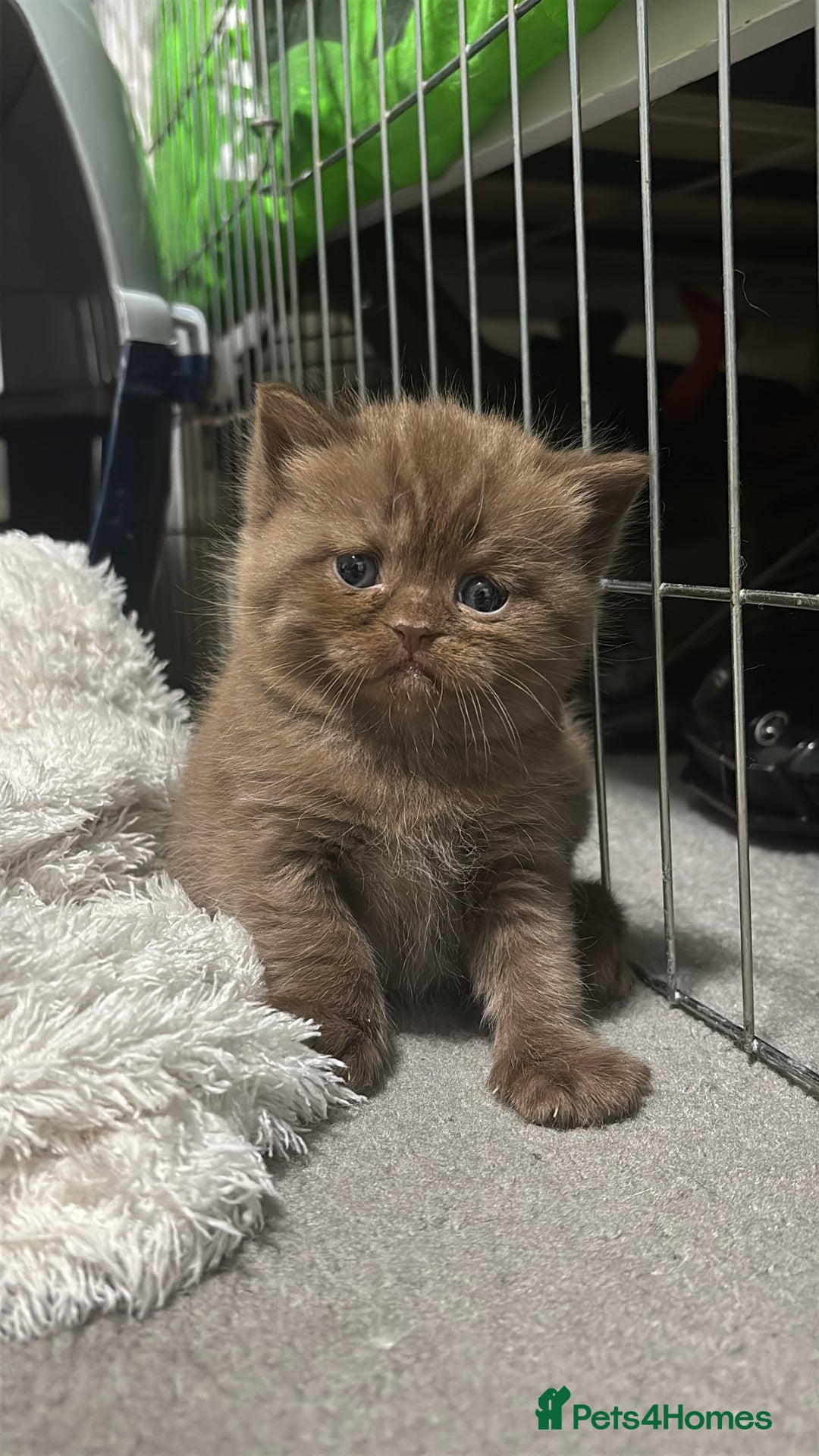 British Shorthair cats for sale: British shorthair and longhair  - Advert 11