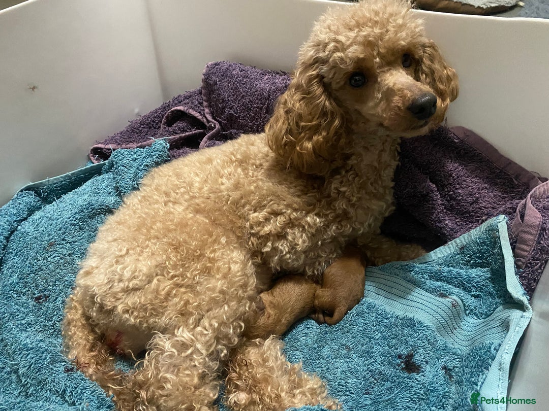 Toy Poodle dogs for sale: KC Toy Poodles Health Tested - Advert 18