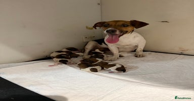 Jack Russell dogs - Advert 9