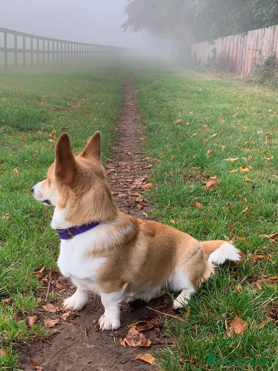 Welsh Corgi Pembroke dogs for sale: KC REG PEMBROKESHIRE CORGIS 1 MALE AVAILABLE - Advert 11
