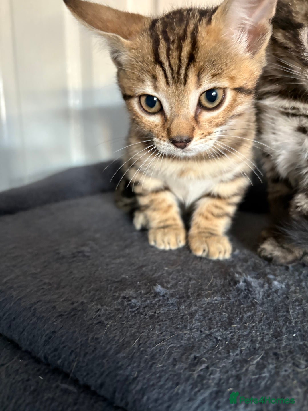 Bengal cats for sale: Russian Blue Bengal’s - Image 6
