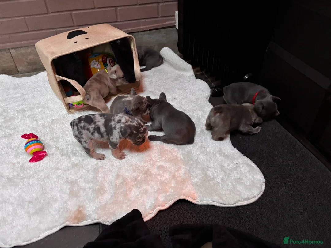 French Bulldog dogs for sale: Beautiful Frenchie Babies Seeking Forever Families - Advert 13