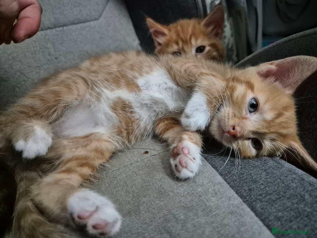 Domestic Shorthair cats for sale: Kittens for sale - Image 8