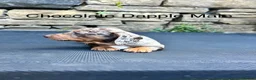 Miniature Dachshund dogs for sale: Miniature Dachsunds males and females - Advert 12